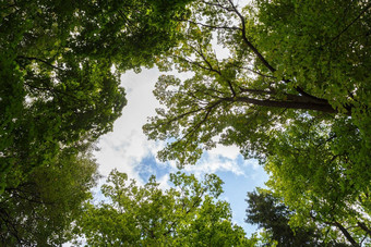 广角低树冠拍摄绿色森林向上视图树顶绿色树叶蓝色的天空白色云