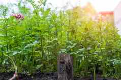 新鲜的植物香料香菜场收获概念农业生态日益增长的