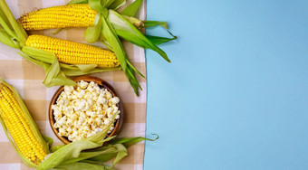 玉米结实的矮爆米花蓝色的背景主题农业玉米培养收获Copyspace