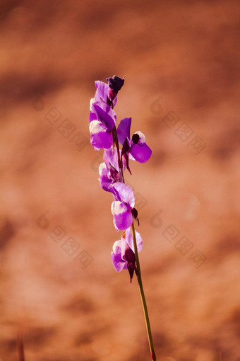 utricularia德尔菲尼类花黑<strong>暗紫色</strong>的花束