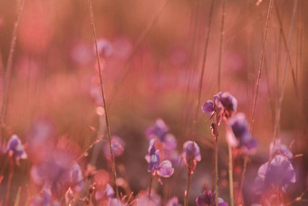 utricularia德尔菲尼类花黑<strong>暗紫色</strong>的花束