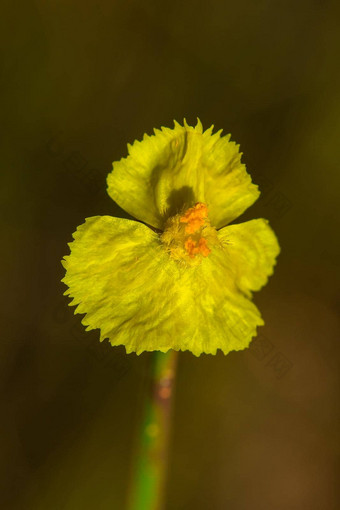 utricularia德尔菲尼类花黑暗紫色的花束