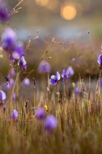 utricularia德尔菲尼类花黑暗紫色的花束