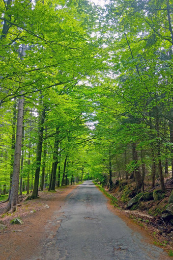 风景如画的小道绿色森林走新鲜的空气