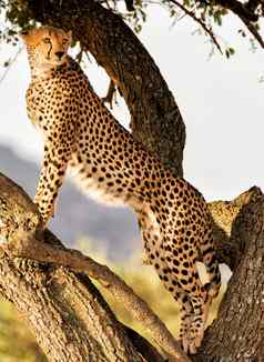 坦桑尼亚野生动物图片
