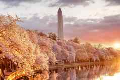 华盛顿纪念碑樱桃开花节日华盛顿