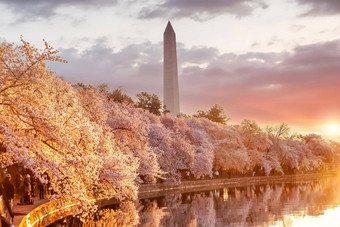 华盛顿纪念碑樱桃开花节日华盛顿