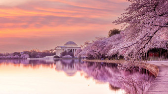樱桃开花节日华盛顿美国