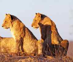 神奇的野生动物的地方巴鲁拉斯南非洲