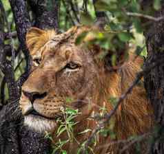 神奇的野生动物的地方巴鲁拉斯南非洲