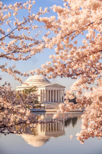 樱桃开花节日华盛顿美国