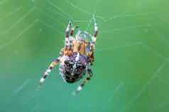 常见的交叉蜘蛛坐着草