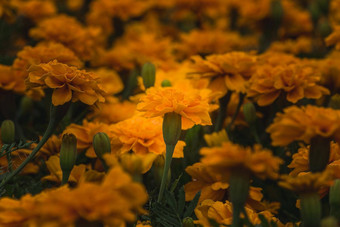 美国金盏花large-flowered各种