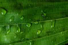 特写镜头水下降郁郁葱葱的绿色树叶下雨了