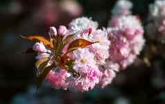 盛开的樱花树春天