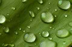 特写镜头水下降郁郁葱葱的绿色树叶下雨了