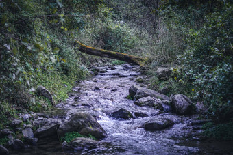 伟大的照片河运行水<strong>简易</strong>木桥破碎的树流早期春天森林