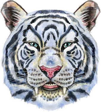 色彩斑斓的白色微笑老虎野生动物水彩插图白色背景