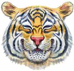 色彩斑斓的橙色微笑老虎野生动物水彩插图白色背景