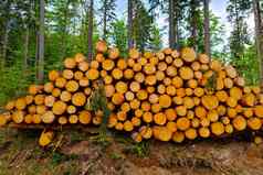 树干砍伐树谎言地面森林砍伐不断上升的价格木破坏自然