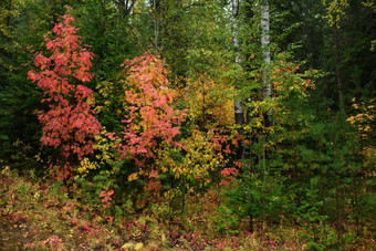 颜色秋天色彩斑斓的叶子草本植物早期秋天