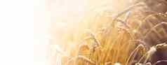 茎小麦粮食面粉生产小麦场