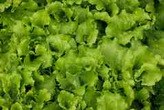 绿色生菜叶子日益增长的花园床上
