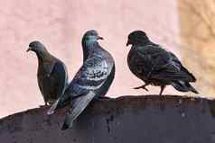 集团城市鸟灰色的鸽子坐着栅栏