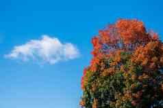 色彩斑斓的秋天树充满活力的橙色叶子蓝色的天空