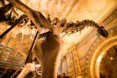 长脖子恐龙骨架伦敦自然历史博物馆
