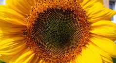 自然背景向日葵盛开的向日葵特写镜头向日葵