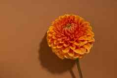 大丽关闭橙色大丽花明亮的红色的花新鲜的开花装饰户外植物棕色（的）背景