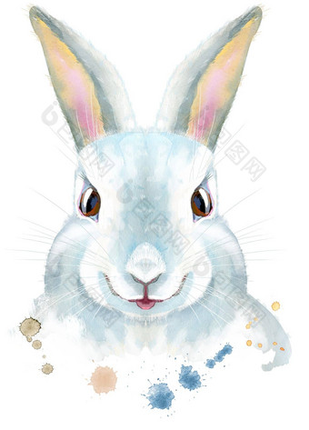 水彩插图白色兔子