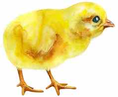 水彩插图黄色的鸡