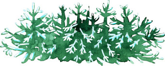 边境水彩圣诞节绿色树云杉假期树手绘插图