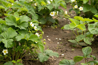 <strong>草莓</strong>植物开花<strong>草莓</strong>野生stawberry灌木<strong>草莓</strong>增长花园