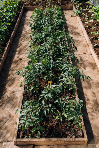 番茄豆芽温室番茄幼苗温室种植
