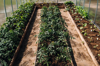 番茄豆芽温室番茄幼苗温室种植