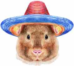 水彩肖像泰迪几内亚猪帽子他白色背景