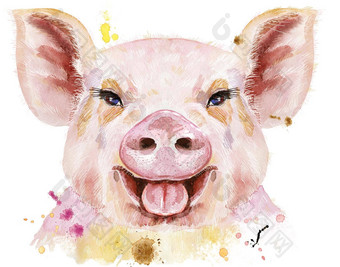 水彩肖像猪登记一年