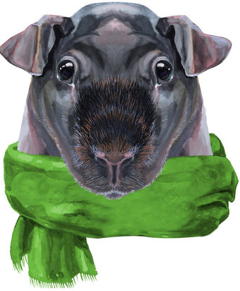水彩肖像瘦几内亚猪绿色围巾白色背景
