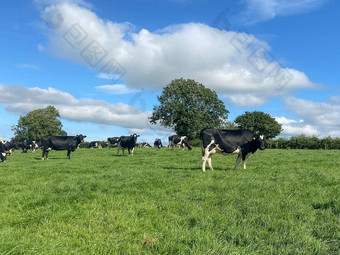 群荷斯坦牛奶牛放牧牧场温暖的阳光明媚的一天夏天蓝色的天空背景
