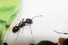 棕色（的）蚂蚁messorstructor白色背景