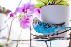 美丽的蓝色的虎皮鹦鹉坐在笼子里房子植物热带鸟首页
