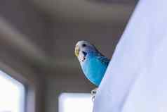 美丽的蓝色的虎皮鹦鹉热带鸟首页