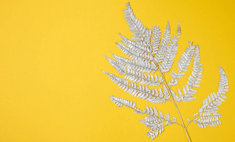 画银蕨类植物分支黄色的背景背景设计师复制空间