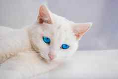 白色猫粉红色的鼻子蓝色的眼睛谎言白色背景
