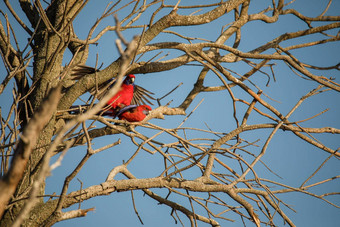 深红色的罗塞拉鸟交配树