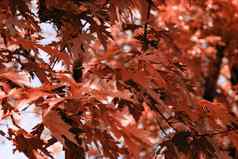 红色的秋天枫木叶子分支机构背景