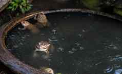 常见的棕色（的）青蛙欧洲草青蛙蛙temporaria背景小花园池塘